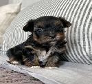 Teacup Yorkies For Adoption Into Good And Loving Homes